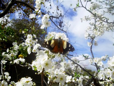 Australian Admiral/ Yellow Admiral butterfly (Vanessa itea) on plum blossom in South Australia