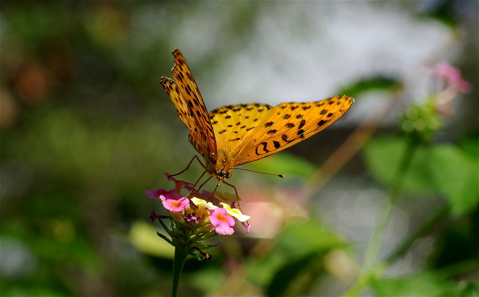 Indian Fritillary with Bokeh