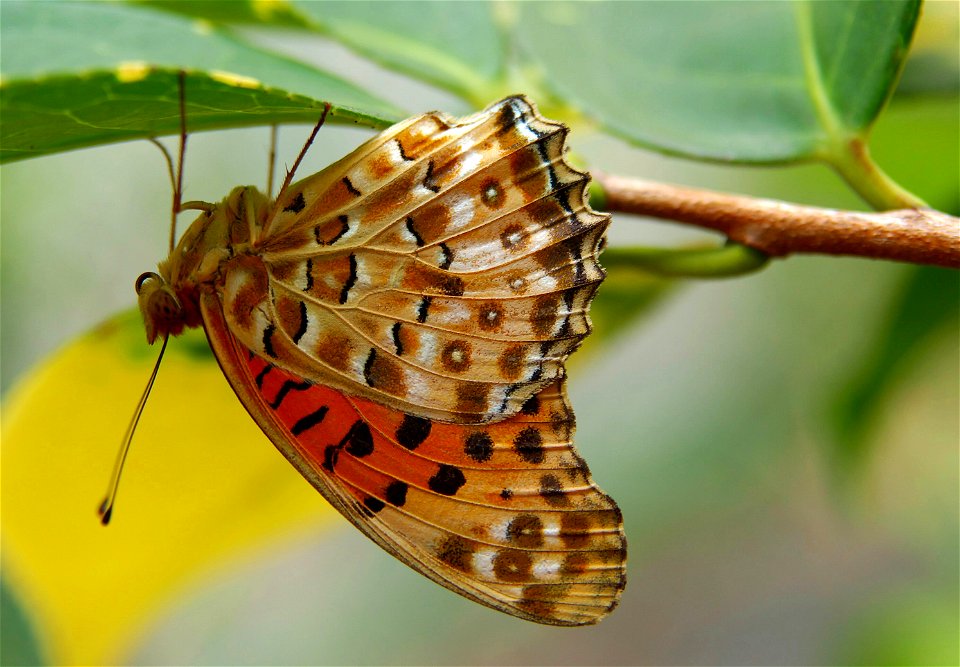 Indian Fritillary