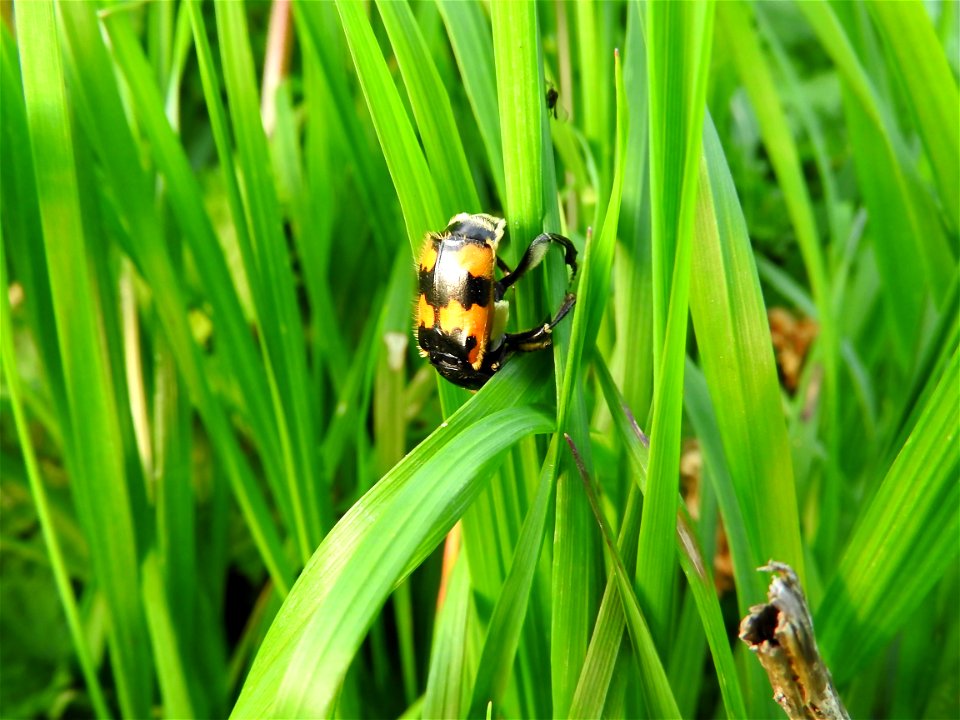 Necrophorus vespilloides