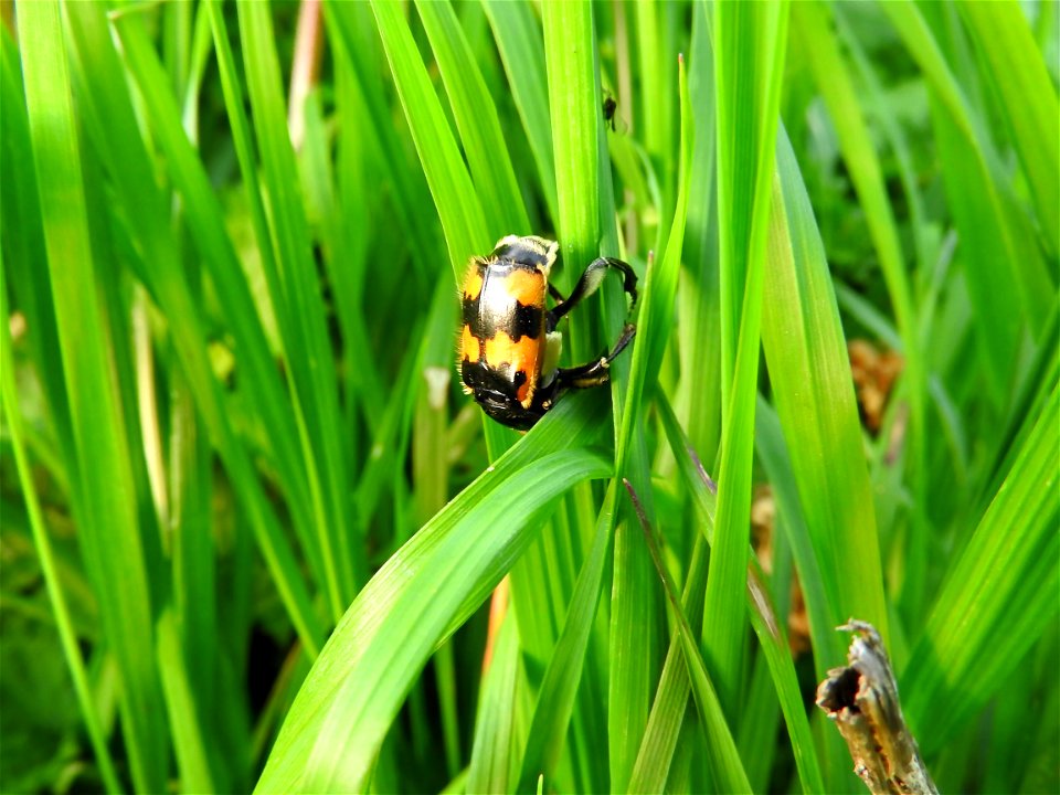 Necrophorus vespilloides photo