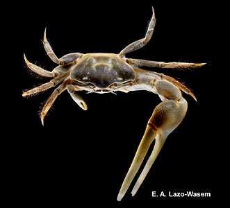 PRESERVED_SPECIMEN; ; 70% alc.; Det. by: Leanne E. Elder 2017; Ginsburg; IZ number 99525; lot count 1; specimen; male; 2017-07-18T00:00:00Z