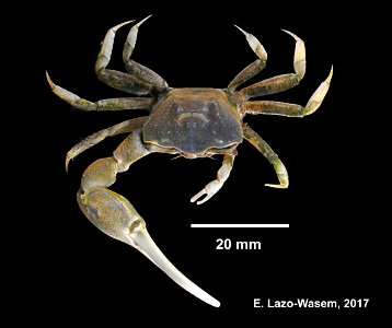 PRESERVED_SPECIMEN; ; 70% alc.; Det. by: Eric A. Lazo-Wasem, Leanne E. Elder 2017; Ginsburg; IZ number 100009; lot count 2; 2017-07-20T00:00:00Z