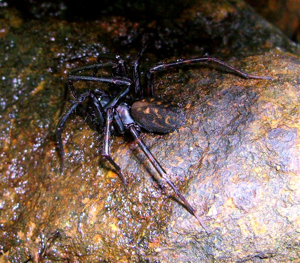 Hexathele hochstetteri, banded tunnelweb spider