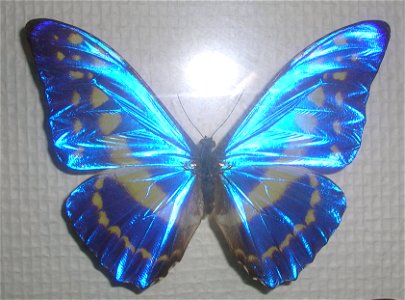 Morpho cypris in the Oslo Museum photo