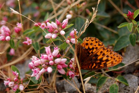 Photo of a Great Spangled Fritillary butterfly (Speyeria cybele) taken at Mary's Peak near Corvallis, Oregon, U.S.A. photo
