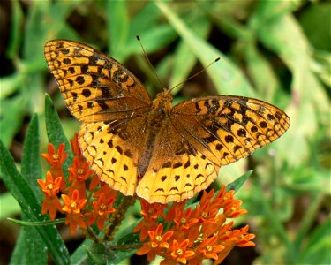 Great Spangled Fritillary feeding on Butterfly Weed (Asclepias tuberosa)