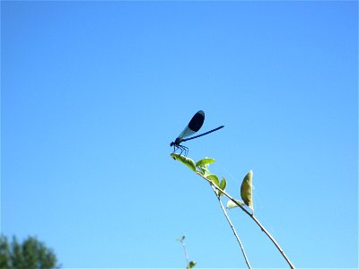 Gebänderte Prachtlibelle (Calopteryx splendens) an der Böschung der A61 im Landschaftsschutzgebiet „Hockenheimer Rheinbogen“