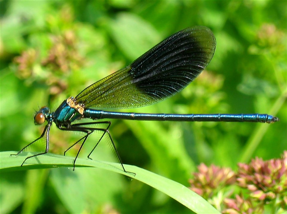 Calopteryx splendens, male.  Picture taken near the river Ourthe in Hony, by Tim Bekaert (July 18, 2005)