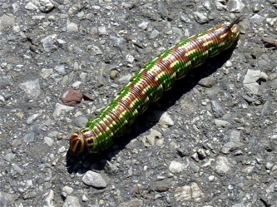 Raupe eines Kiefernschwärmers, Retterschwanger Tal