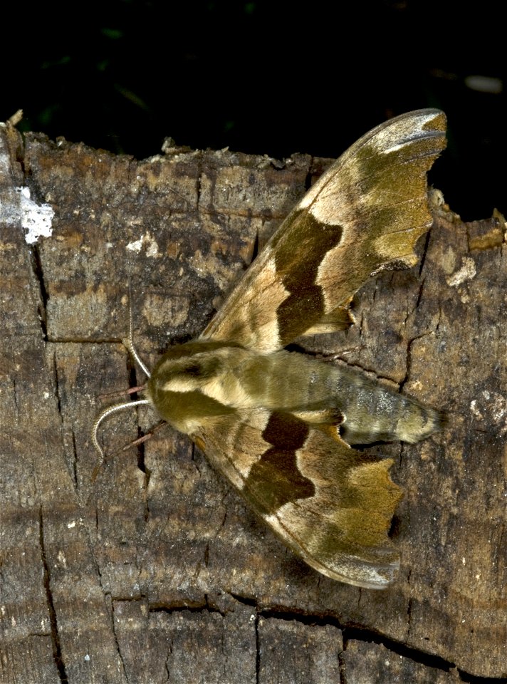 Lime Hawk-moth photo