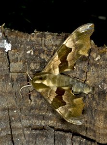 Lime Hawk-moth photo