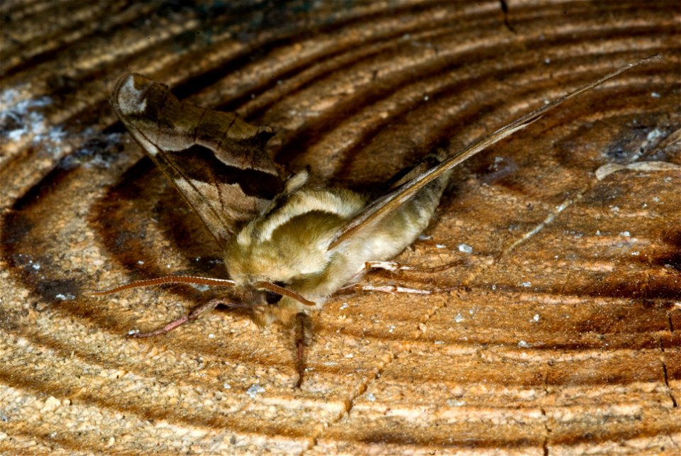 Lime Hawk-moth photo