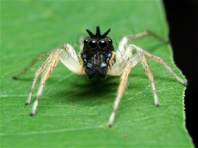 Male Maevia inclemens jumping spider photo