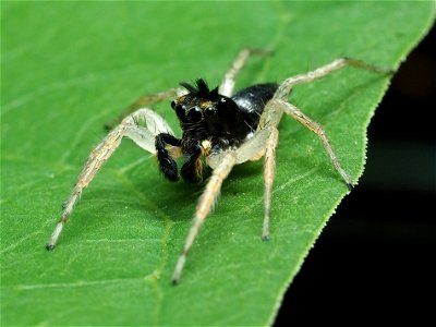 Male Maevia inclemens jumping spider photo