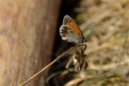 Kleines Wiesenvögelchen (Coenonympha pamphilus) in Sachsen photo