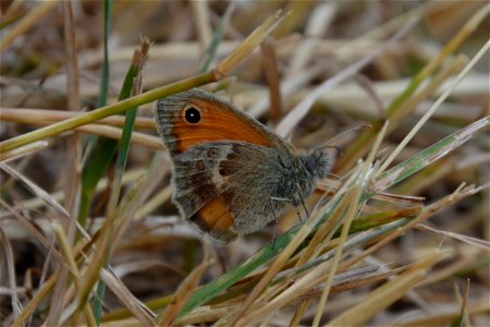 Kleines Wiesenvögelchen (Coenonympha pamphilus) sitzend im Gras in Sachsen photo