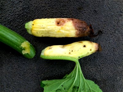 Summer squash: Prob. damage by the pickleworm (Diaphania nitidalis)