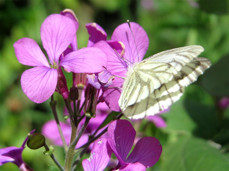 Rapsweißling (Pieris napi) am Einjährigen Silberblatt (Lunaria annua) in Saarbrücken