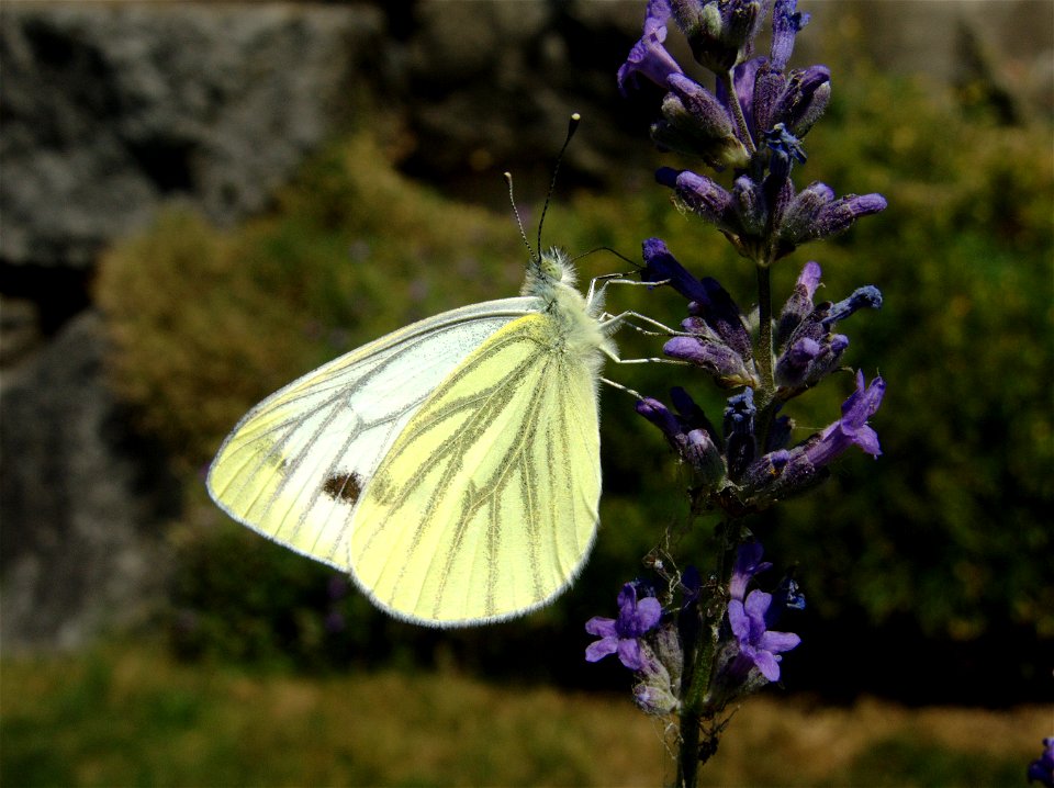 Artogeia napi (Pieridae). Val-de-Ruz, Neuchâtel, Switzerland.
