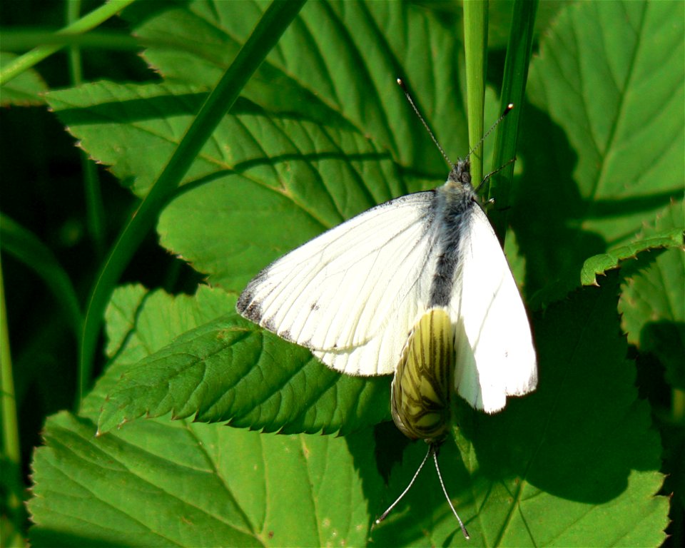 : Rapsweißling (Pieris napi)

Ort: Königstein, Hessen, Deutschland
Fotograf: Olaf Mertens, 29. Mai 2005