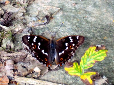 Motýl batolec červený forma clytie v Podkomorských lesích. Česká republika, jižní Morava photo