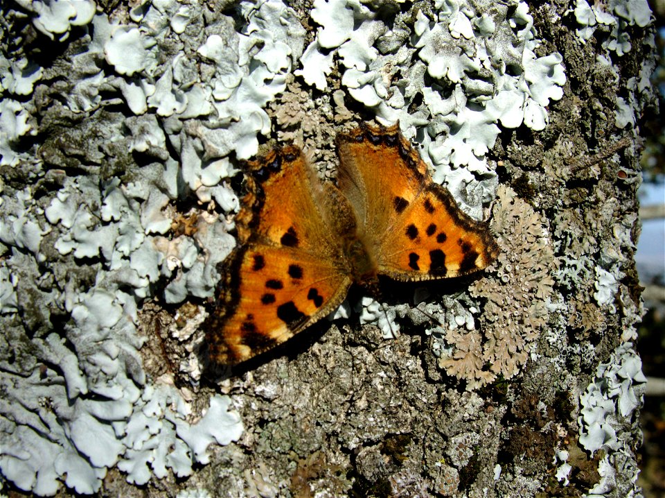 Nymphalis polychloros (Nymphalidae). El Escorial, Madrid, España. photo