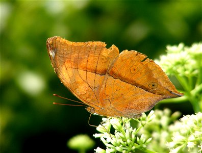 Autumn Leaf (Doeleschallia bisaltide) photo