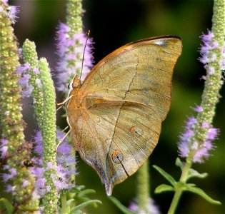 No white markings in the base of the underwing, so should be a female. photo