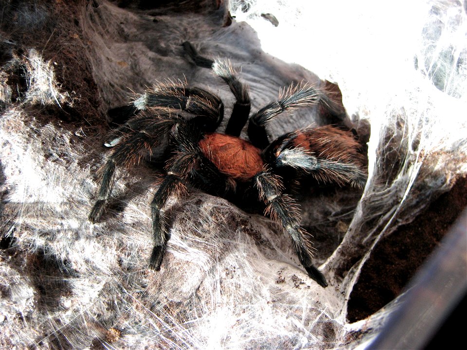 Davus fasciatus, adult female after moulting.