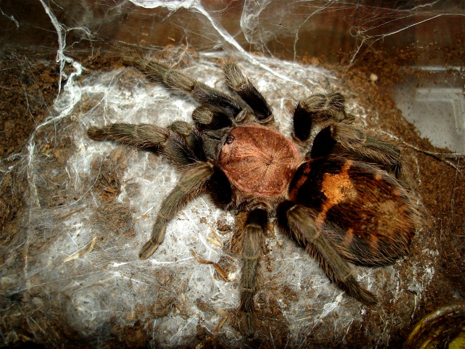 Davus fasciatus, adult female