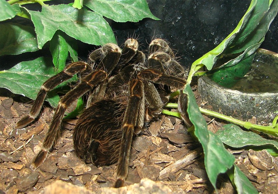 Blue Bloom Bird Eater - Pamphobeteus nigricolor - Louisville Zoo..

I have replaced an older image of mine of this species with this newer clearer image.