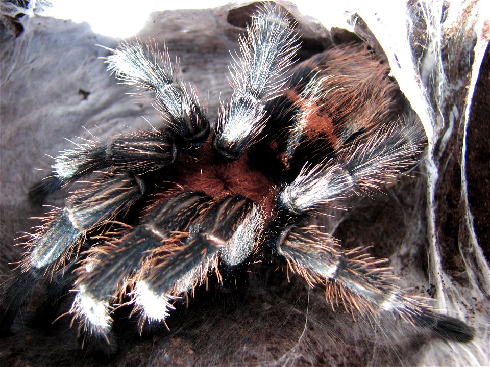 Davus fasciatus, adult female after moulting.