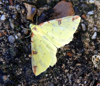 Opisthograptis luteolata

Braintree, Essex, UK