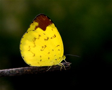 Life Cycle of Three-spot Grass Yellow - Eurema blanda photo