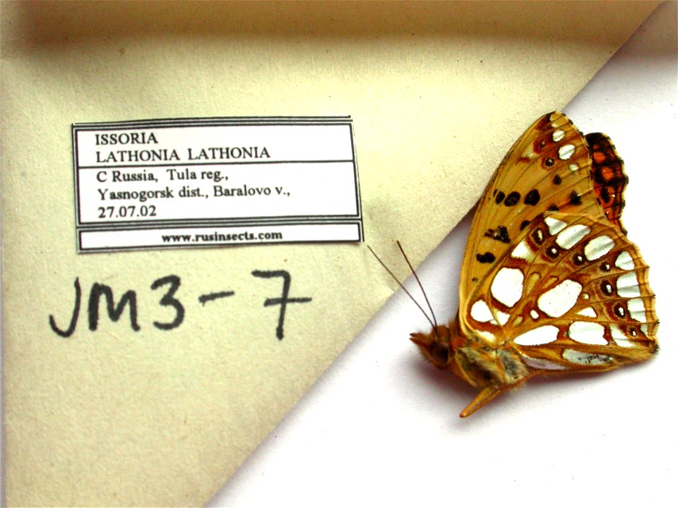 RUSSIA.  Tula reg., Yasnogorsk dist., Baralovo v.,    <a href="http://nymphalidae.utu.fi/story.php?code=JM3-7" rel="nofollow">see in our database</a>