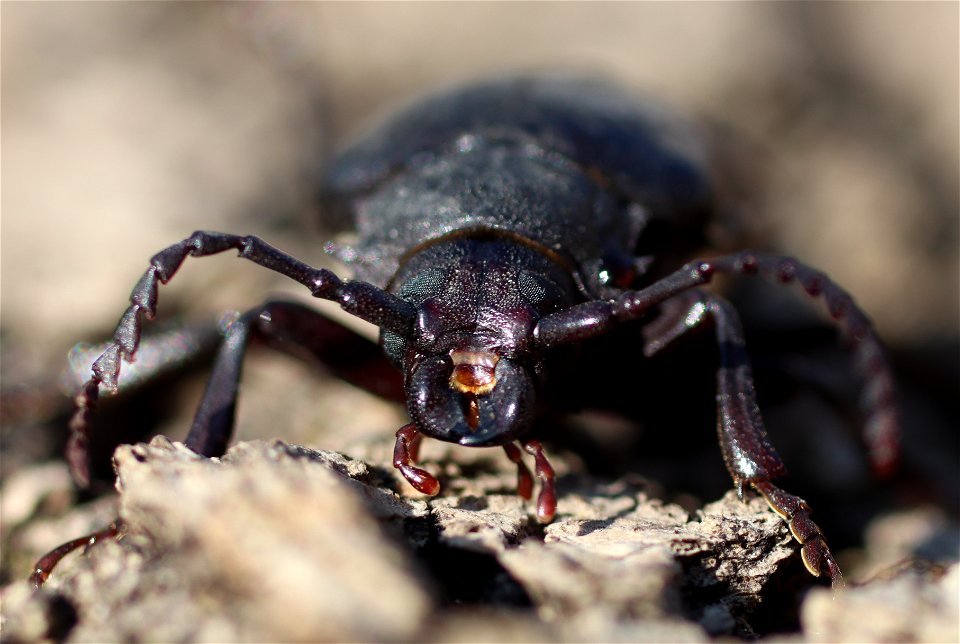 Dyląż garbarz
Latina:  Prionus coriarius
Deutsch:  Sägebock
Čeština:  Tesařík piluna