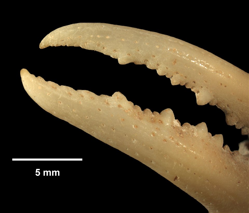 PRESERVED_SPECIMEN; ; 70% alc.; SYNTYPE. See: Peer, Nasreen, et al. 2017. Redescription of Potamonautes sidneyi (Rathbun, 1904) (Decapoda, Potamonautidae) and description of a new congeneric spec