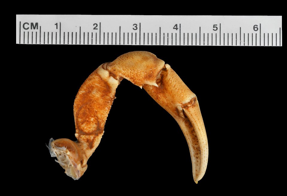 PRESERVED_SPECIMEN; ; 70% alc.; SYNTYPE. See: Peer, Nasreen, et al. 2017. Redescription of Potamonautes sidneyi (Rathbun, 1904) (Decapoda, Potamonautidae) and description of a new congeneric spec