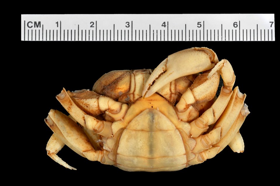 PRESERVED_SPECIMEN; ; 70% alc.; SYNTYPE. See: Peer, Nasreen, et al. 2017. Redescription of Potamonautes sidneyi (Rathbun, 1904) (Decapoda, Potamonautidae) and description of a new congeneric spec