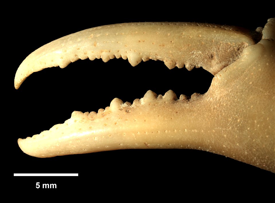 PRESERVED_SPECIMEN; ; 70% alc.; SYNTYPE. See: Peer, Nasreen, et al. 2017. Redescription of Potamonautes sidneyi (Rathbun, 1904) (Decapoda, Potamonautidae) and description of a new congeneric spec