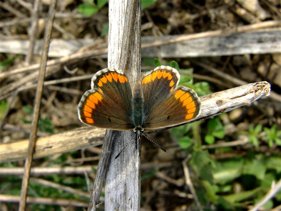 Aricia cramera (Lycaenidae). Hembra. Rivas Vaciamadrid, Madrid, España.