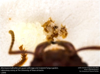 Atta texana leafcutter ant queen with eggs and incipient fungus garden.Laboratory colony at The University of Texas at Austin.v.2018 This image was created as part of the Insects Unlocked projec photo