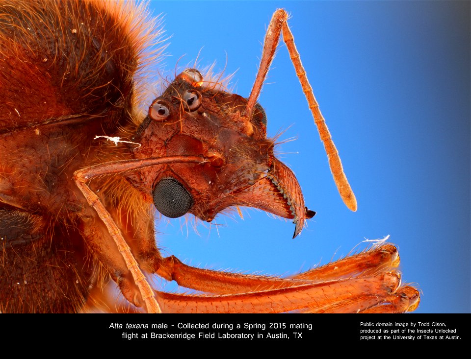 Atta texana male - Collected during a Spring 2015 mating flight at Brackenridge Field Laboratory in Austin, TX