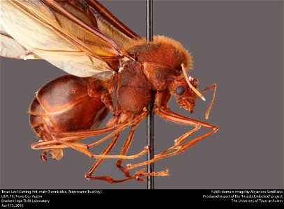 A species of ant. This image was created as part of the Insects Unlocked project at the University of Texas at Austin. Based in the UT insect collection at Brackenridge Field Laboratory, part of photo