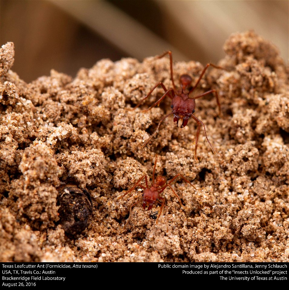 USA, TX, Travis Co.: Austin Brackenridge Field Laboratory 26-viii-2016 photo