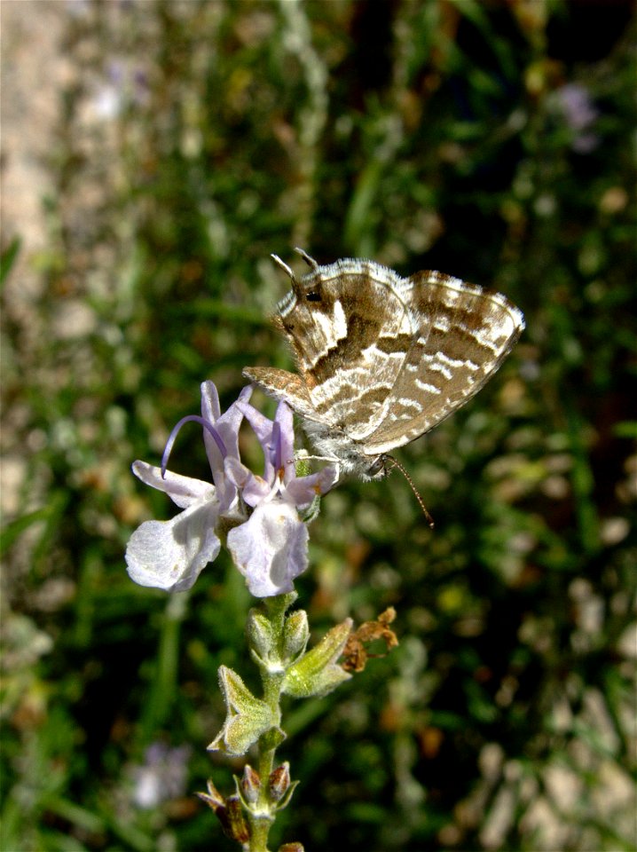 Cacyreus marshalli (Lycaenidae). Carracedo del Monasterio, Bierzo, León, España.