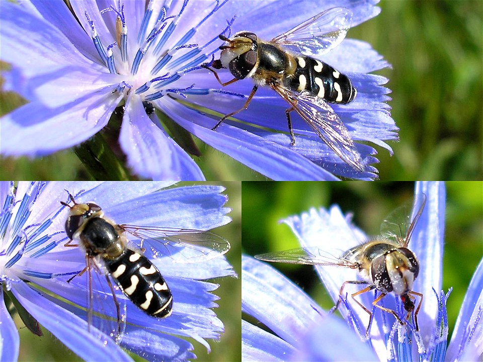 Some Flower-fly - (Scaeva pyrastri) on a flower of Common chicory (Cichorium intybus)
Location: Near exit 54 (to Skovsby) on E20 in Denmark
Keywords: Syrphidae
---
Witte halvemaanzweefvlieg (Scaeva py
