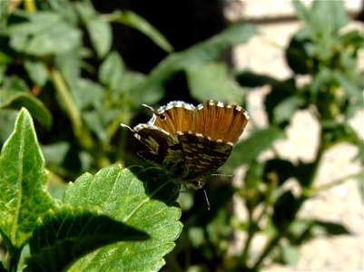Cacyreus marshalli (Lycaenidae). Carracedo del Monasterio, Bierzo, León, España.