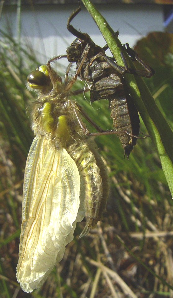 Libellula quadrimaculata Häutung zum Imago 6